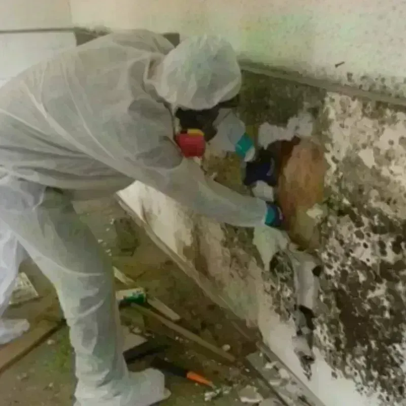 Mold Remediation and Removal in Minster, OH